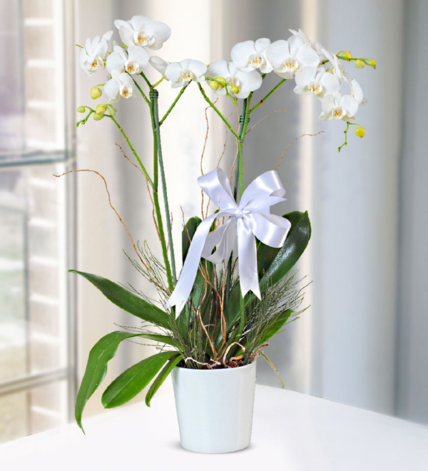 White Orchid Having Two Stems in Ceramic