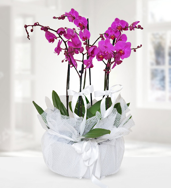 5 Purple Orchid in Metal Pot