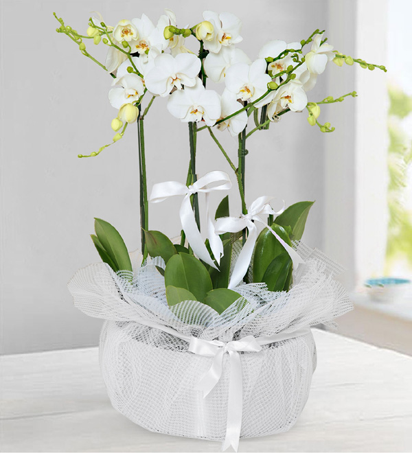 5 White Orchids in Metal Pot
