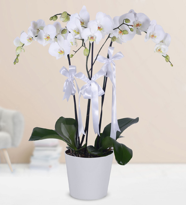 3 White Orchids in Pot