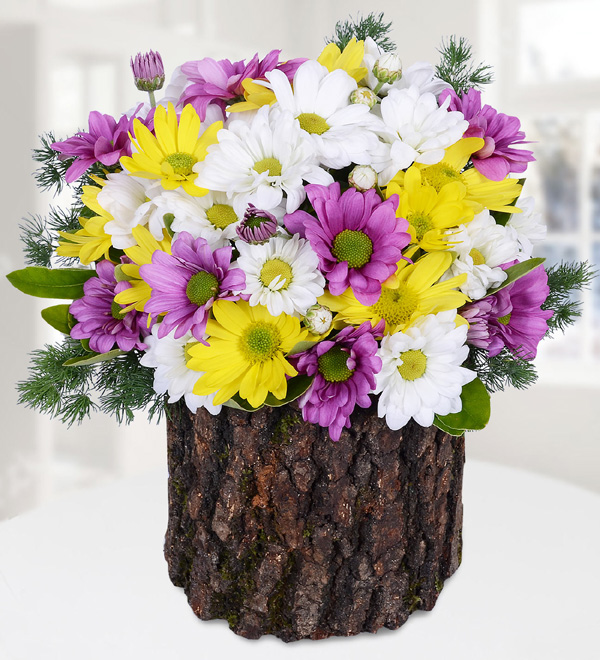 Colourful Daisies in Natural Log