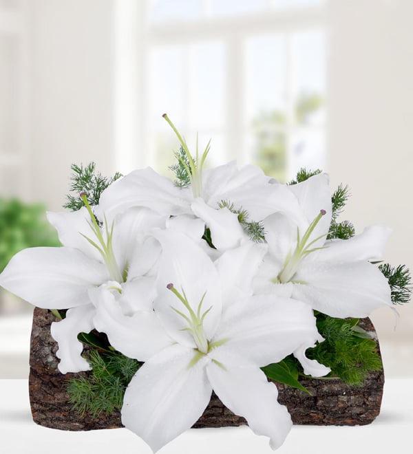 Elegance of White Lilium