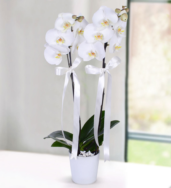 The Beauty of White Orchid