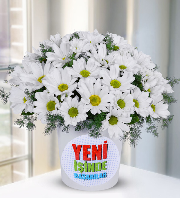 Daisies In A New Business Themed Vase