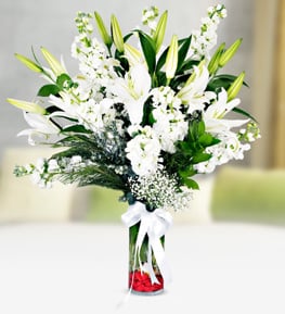 White Lilium Gillyflower in Vase