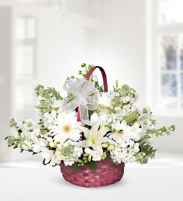 Lilies Gerbera Gillyflower