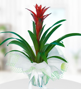 Red Guzmania