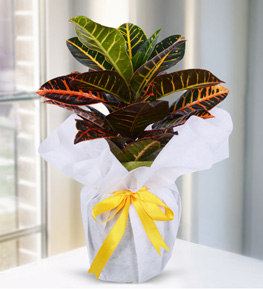 Craton Plant
