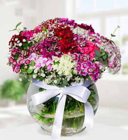 Sweet William Flowers in Aquarium