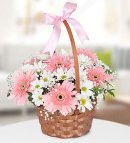 Pink Gerbera White Chrysanthemums