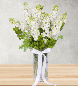 Aromatic Gillyflowers