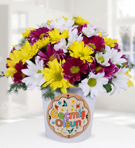 Colorful Daisies