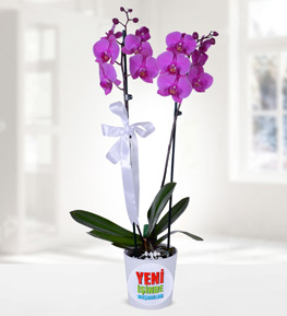 Royal Purple Orchids