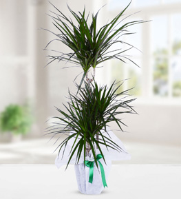 Dracena Marginata with Three Roots