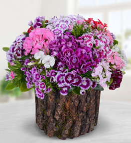Garden of Sweet William in Log