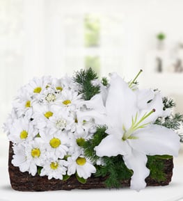 Daisies and Lilium in Log