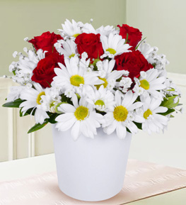 Red Roses in Garden of Daisies