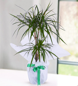 Marginata Dracena with Two Roots