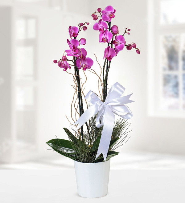 Double Stem Purple Orchid in White Ceramic