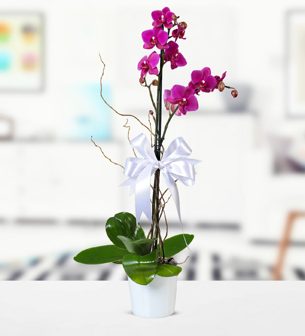 Purple Phalaenopsis Orchid in Ceramic