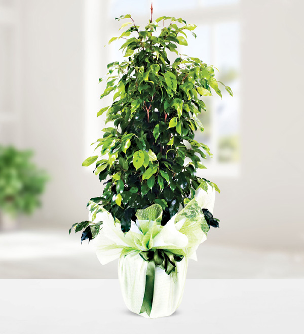 Ficus Benjamin (1.m.)