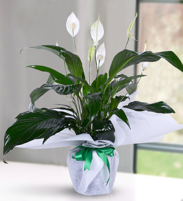 White Peace Lily (Spathiphylium) in Pot