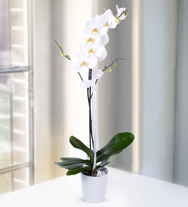 White Orchid in Ceramic