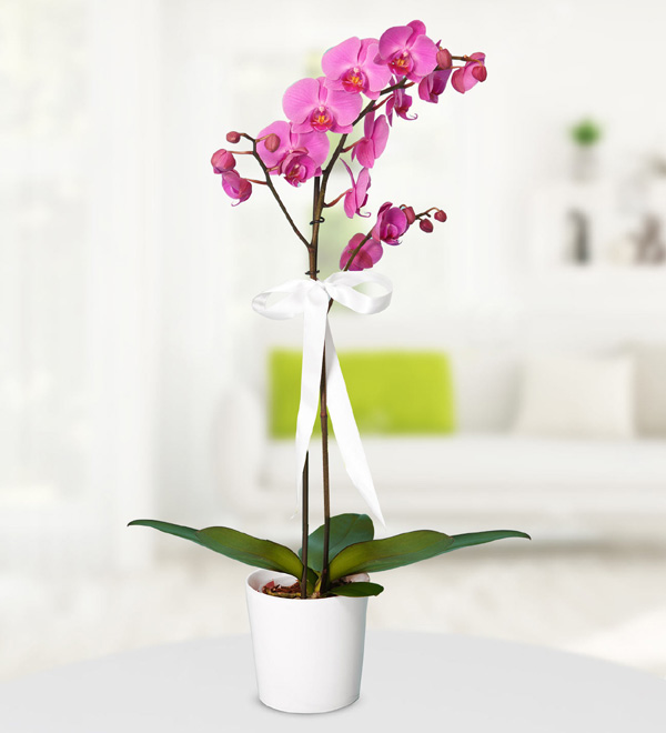 Purple Orchid in Ceramic