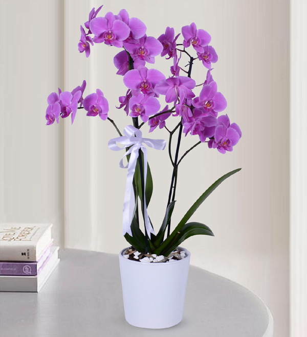 3 Purple Orchids in Pot