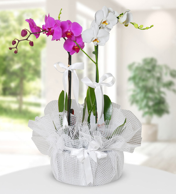 Purple and White Orchids in Pot