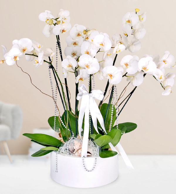 6 White Orchids in Metal Pot