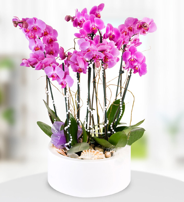 6 Purple Orchid in Metal Pot
