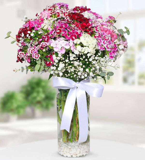 Dianthus Barbatus Flowers in Vase