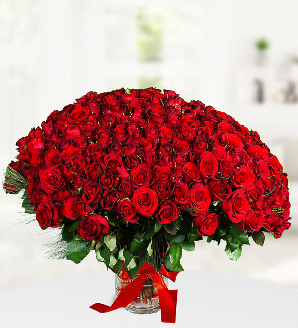 501 Red Roses