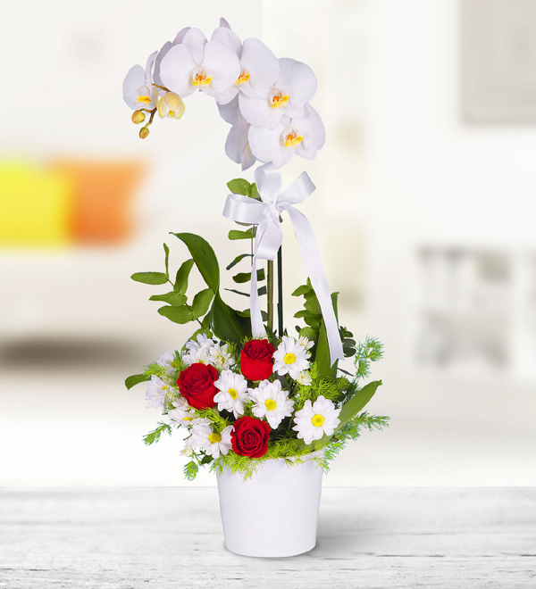 White Orchid and Arrangement