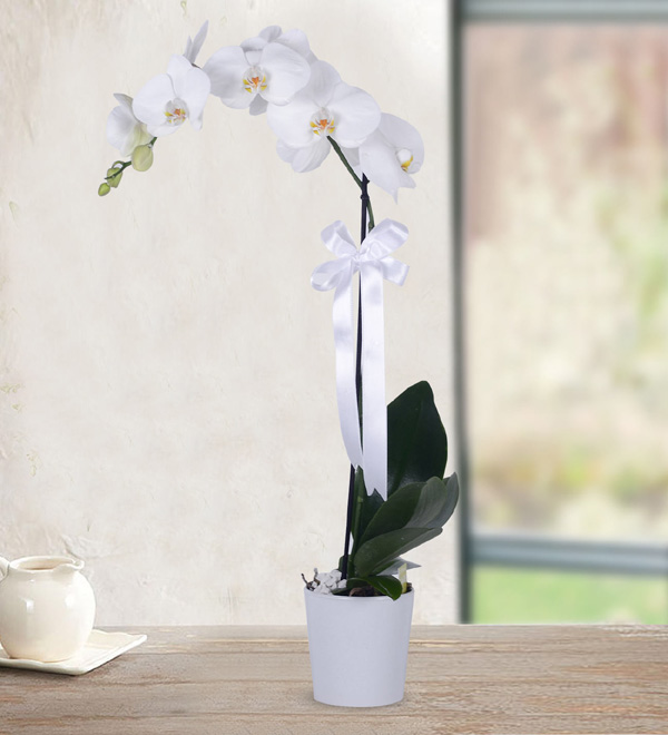 White Orchid