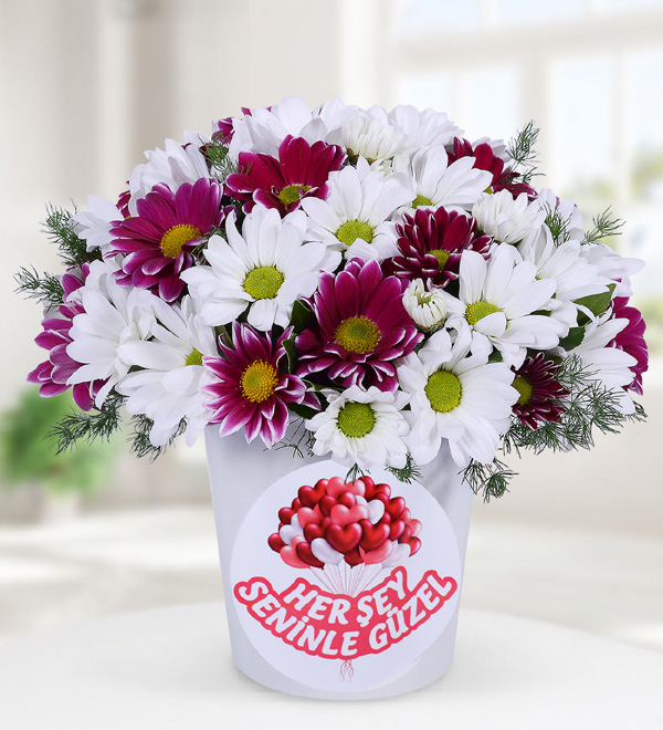 Colorful Daisies in Vase