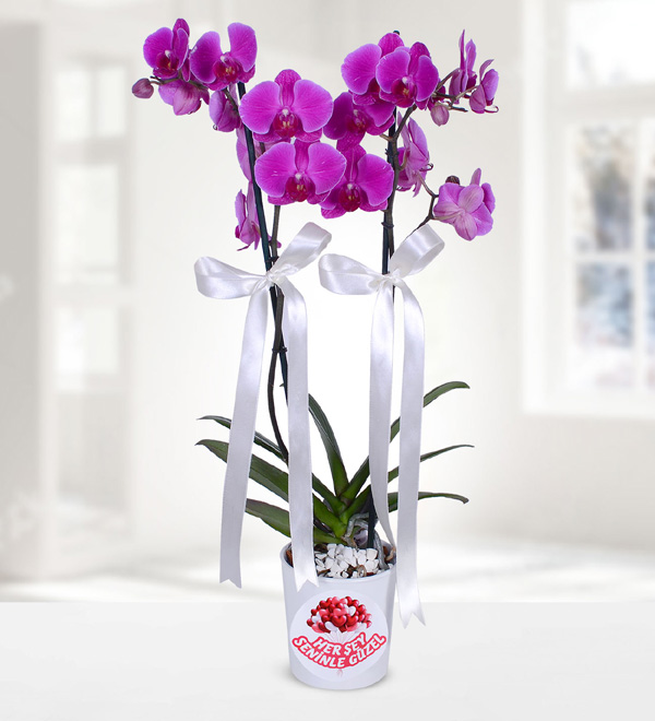 Purple Double Stem Orchid