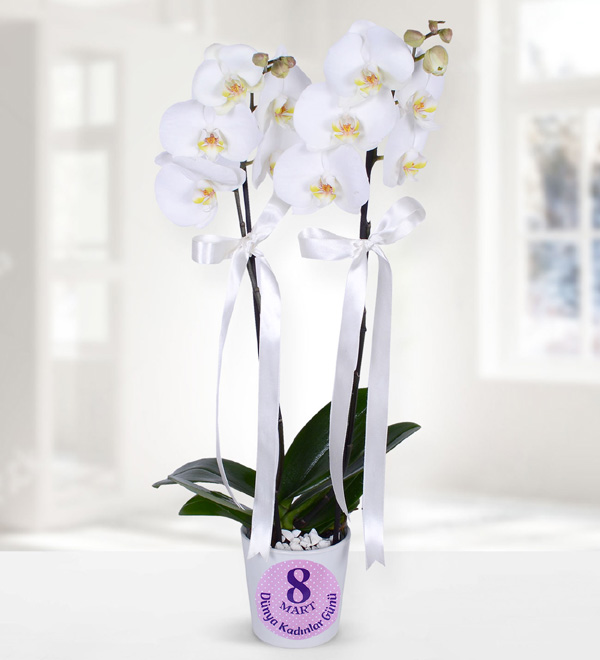 White Orchid in Vase