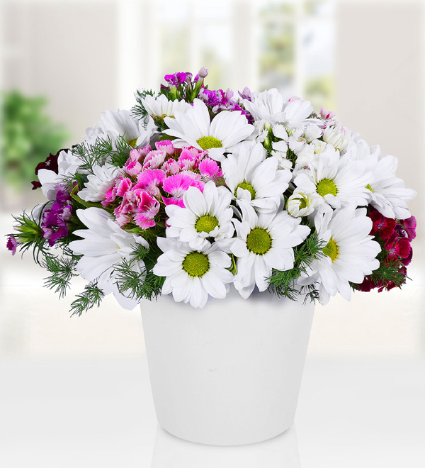 Daisy in Vase With Sweetwilliam