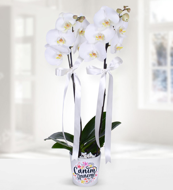 Elegant White Orchid