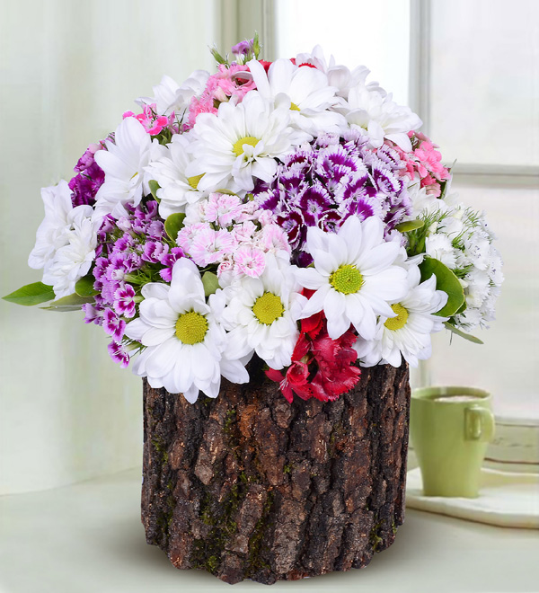 Sweet William and Daisy in Log
