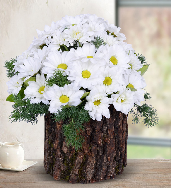 White Daisy in Natural Log