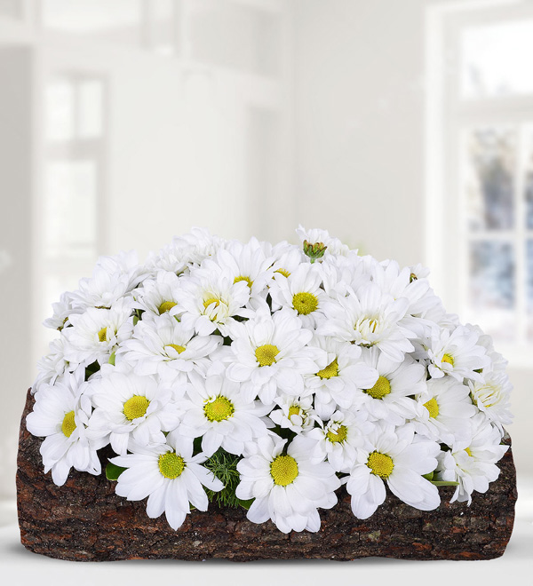 White Daisies in Natural Log