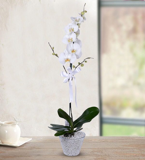 White Orchid in Conical Glass