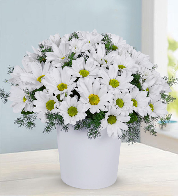 Love or Not Love Daisies
