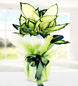 Dieffenbachia Camilla