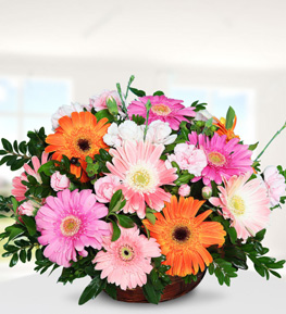 Send flowers Turkey, Colorful Gerberas in Basket from 53USD