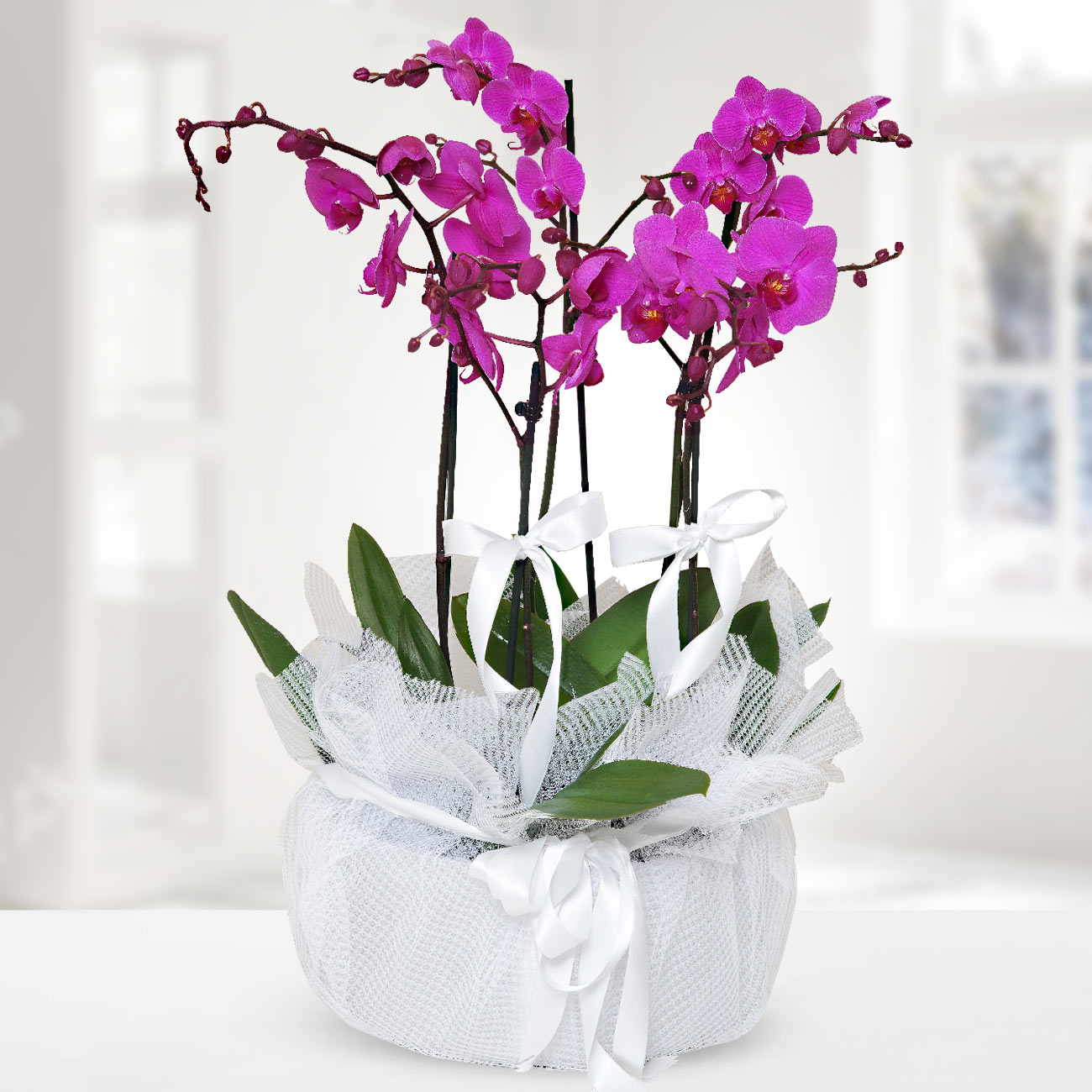 Send flowers Turkey, 5 Purple Orchid in Metal Pot from 72USD