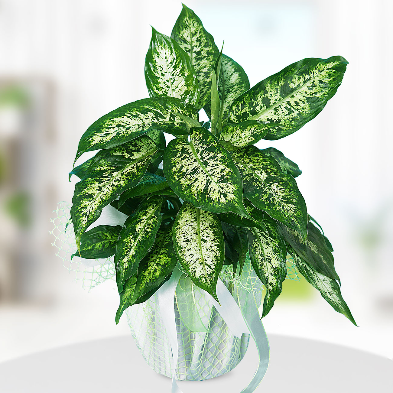 Send Flowers Turkey Dieffenbachia From 18usd